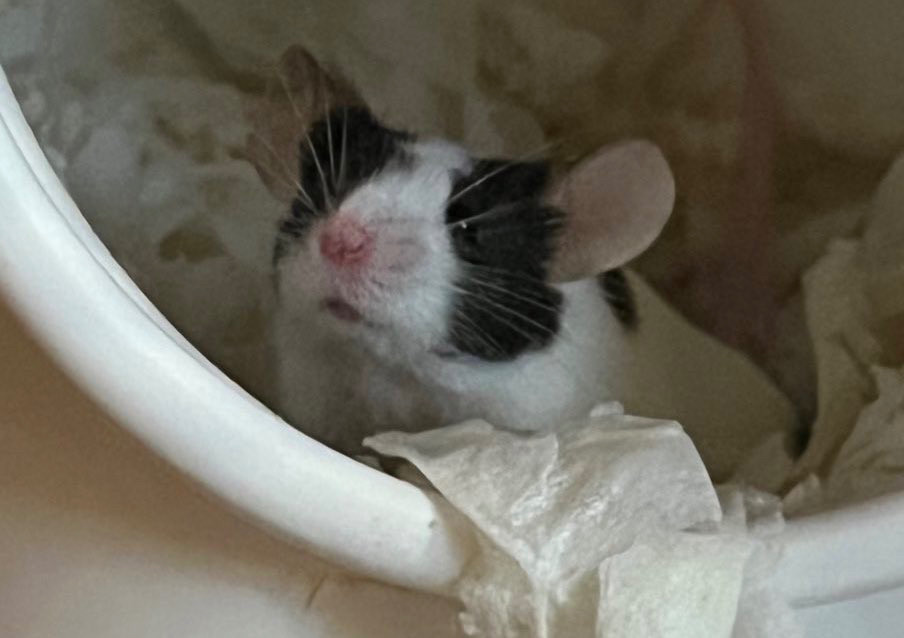 A photo of a black and white pattern mouse, peeking out of her nest.